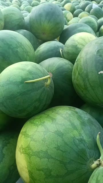 陵水县花无籽西瓜