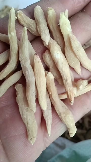 宜昌山麦冬批发