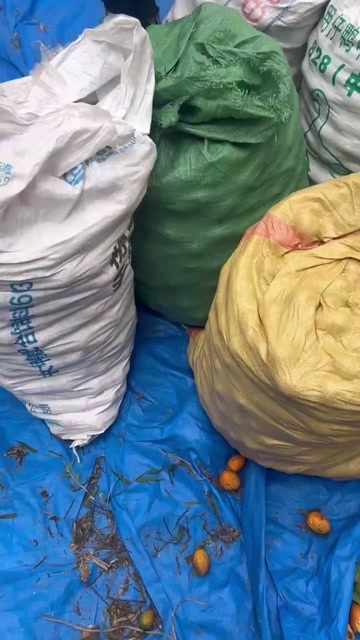 槟榔种子