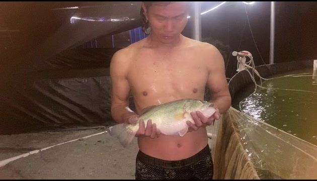 清远供应加州鲈鱼苗优质品种 广东清远发货 健康保活