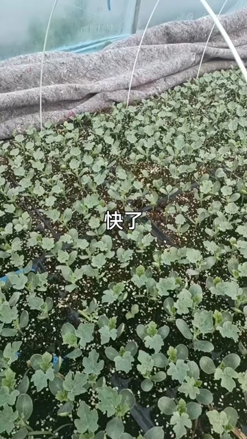 太和县西瓜苗
