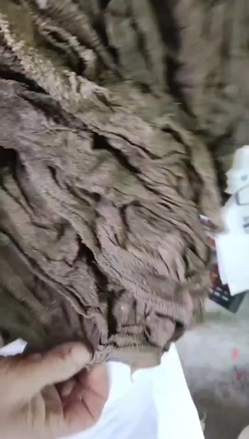 呼和浩特盐毛肚 盐百叶 盐干百叶 盐干毛肚