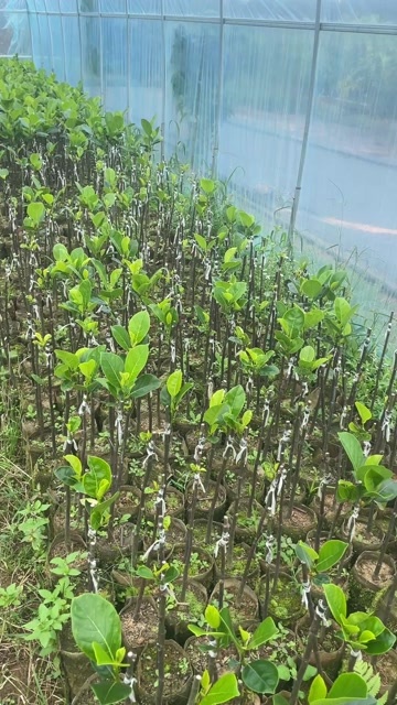 北海印泥红肉（黄世华版）菠萝蜜苗