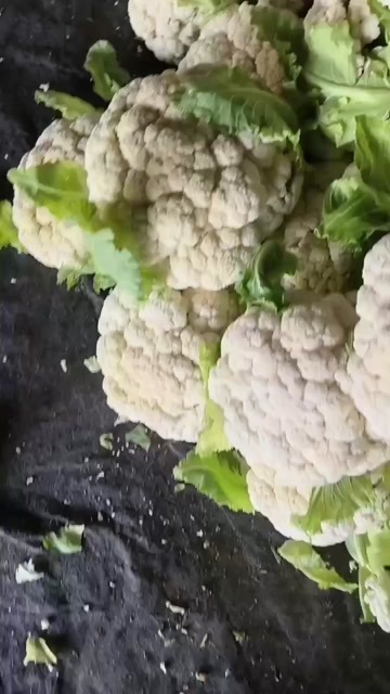 徐州花菜。青梗白面松花菜。看上可以联系