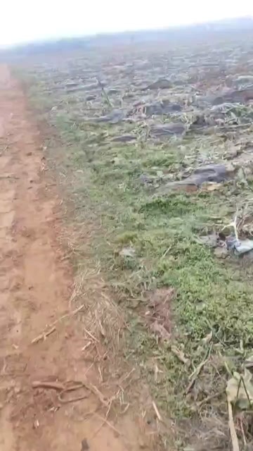 越州有克建棚山地400亩     水电路通   地块平整
