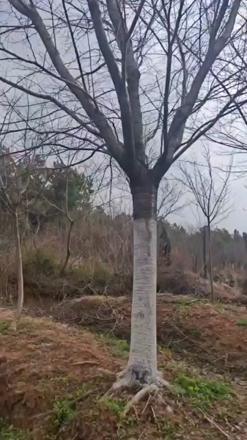 沭阳县基地大量出售直径10-30公分樱花