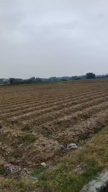 廉江市200亩田地出租