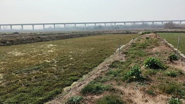 仪征市我们长期经营各种水芹，成品菜种苗。专业种植基地可提供技术服务