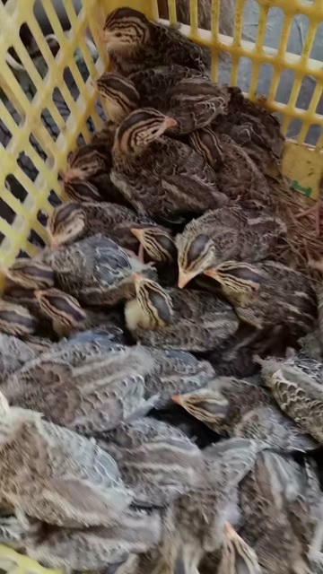 珍珠鸡。肉质细腻。好养活。