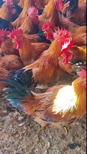 嘉祥县公鸡