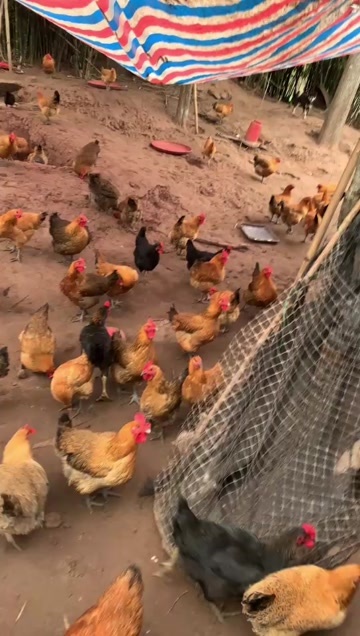 资中县散养农村土麻鸡