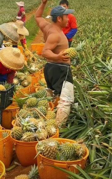 徐闻县菠萝