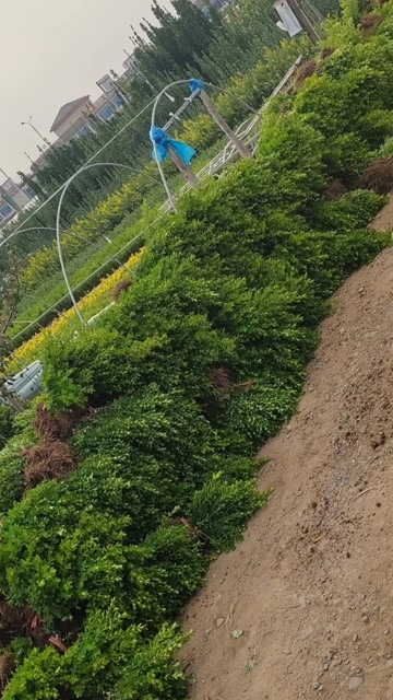 临朐县优质瓜子黄杨，枝条粗壮，不脱脚，量大价优