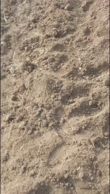 淄博百亩改良丹参苗出售，基地种苗