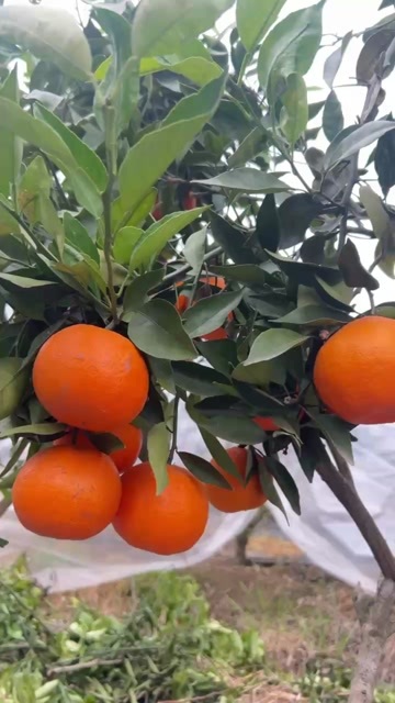 资阳明日见纯甜四川基地直发