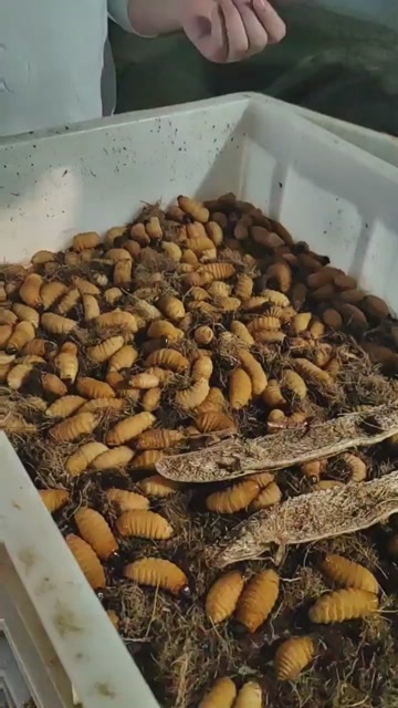 广州竹笋虫