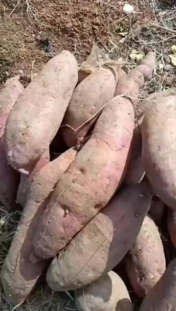 山东精品济薯大量供应，货源充足！