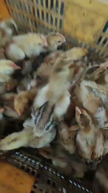 莆田882鸡苗大种882鸡K9鸡九斤红鸡线鸡大型肉鸡