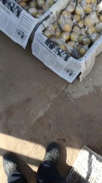 昌黎县山坡地蜜型，囗感酥脆，味甜多计，耐贮耐运，不黑心