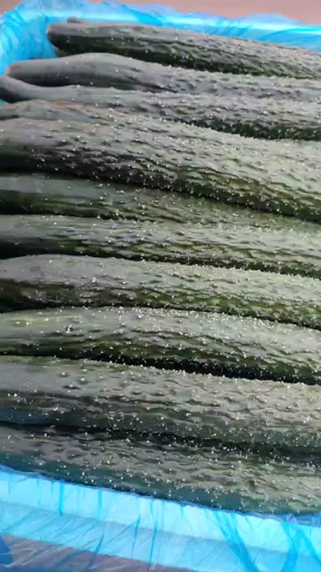 新鲜密刺黄瓜,大量供应,价格实惠,欢迎进店咨询采购!