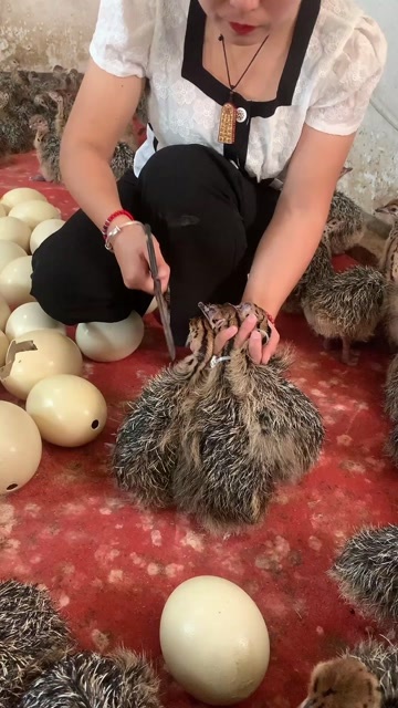 嘉祥县优质鸵鸟苗，大量出售