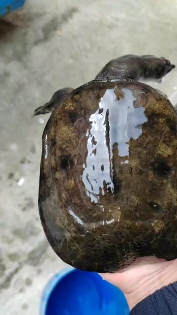 清溪花鳖