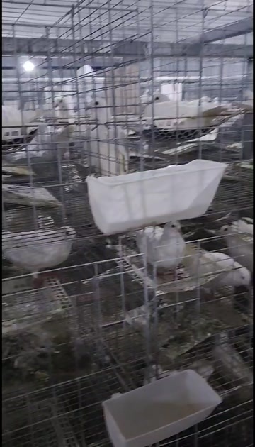 江永县晚上捡蛋，需要肉鸽，鸽子蛋的老板欢迎联系