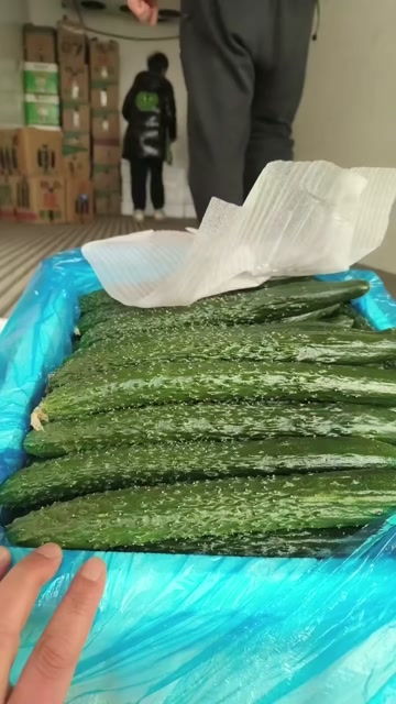 新鲜密刺黄瓜，大量供应，价格实惠，欢迎进店咨询采购！