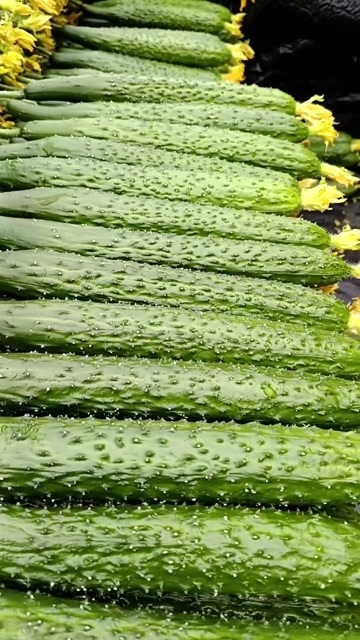 沂南县刺黄瓜