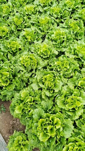 张家港市苏州生菜 意大利生菜