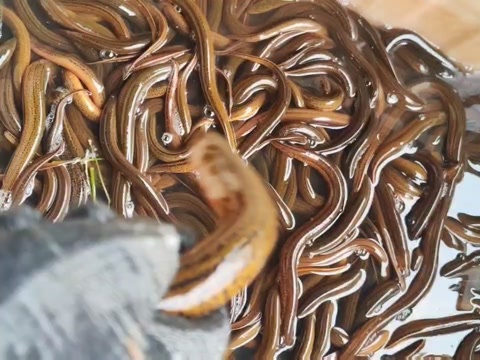 黄鳝黄鳝