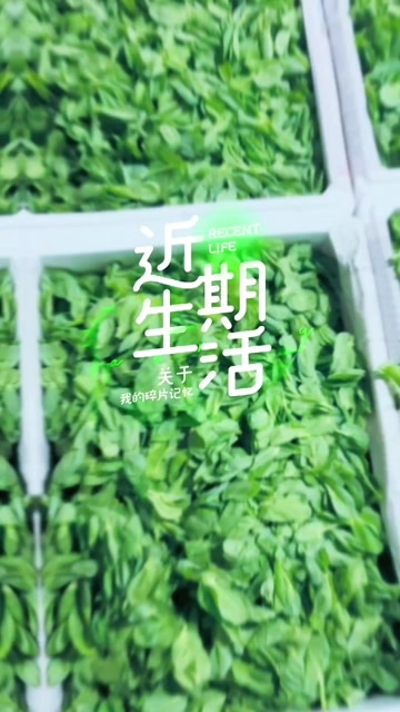六盘水精品豌豆苗