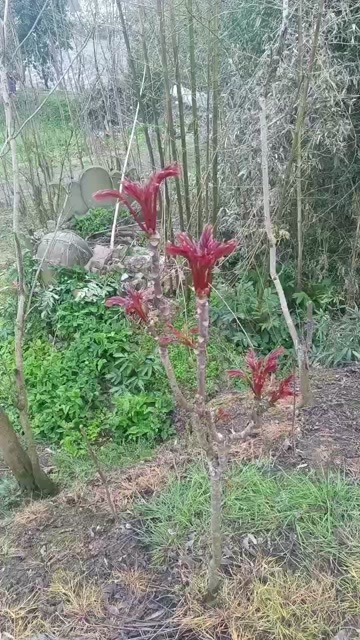 大竹县四川大竹红香椿芽