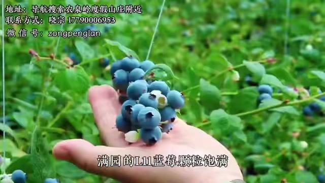 蓝莓