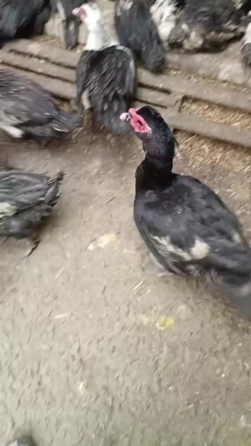 新郑市淘汰老番鸭