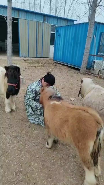 嘉祥县设特兰矮马马驹大量现货视频挑选货到付款全国各地送货到家