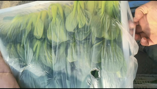 南通南通通州新鲜采摘小白菜上海青优质叶菜批发蔬菜类精品货源直供