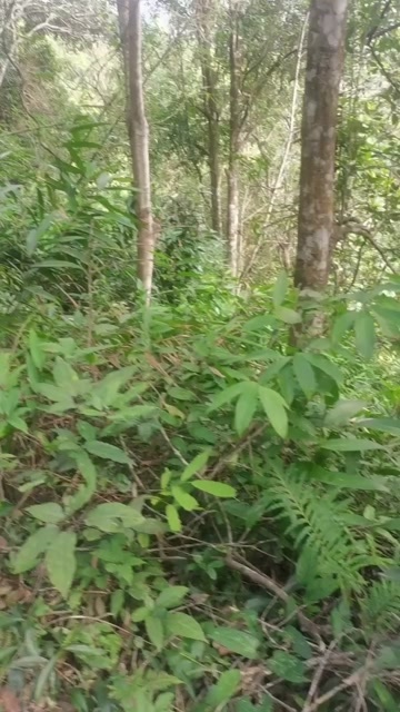 防城港益智仁果苗姜科益智子益智苗植物分株芽苗益智中药材