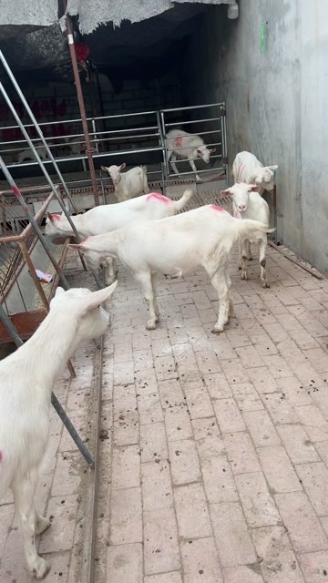 夏邑县营养丰富的萨能奶山羊