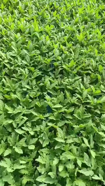 寿光市早春大果硬粉苗   耐热耐裂  商品性好 抗病毒能力强