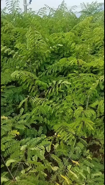 福泉市云实苗