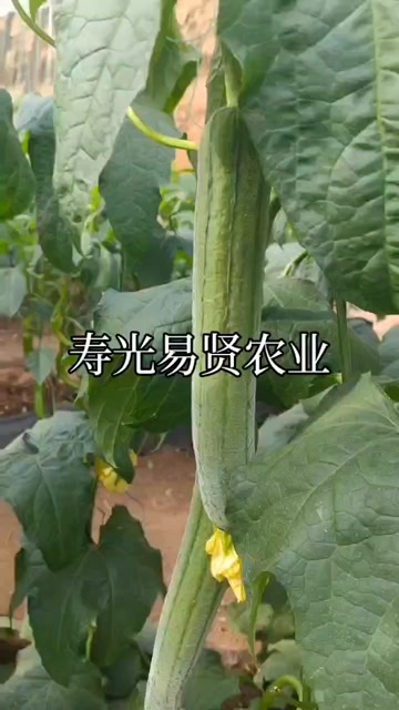 寿光市肉丝瓜种子  易丰188 商品性好  产量高 杂交品种