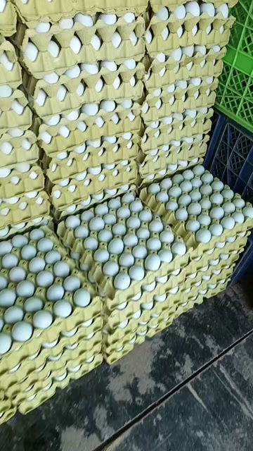 涿州市精品绿壳鸡蛋