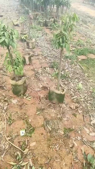 灵山县荔枝直生杯苗