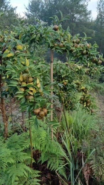 惠水县供应白花油茶树苗木  品质可靠货源稳定