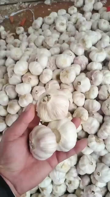 金乡县老农大蒜之乡，白皮蒜红皮蒜应有尽有，价格合理，量大有优惠