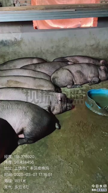 上饶土猪肉