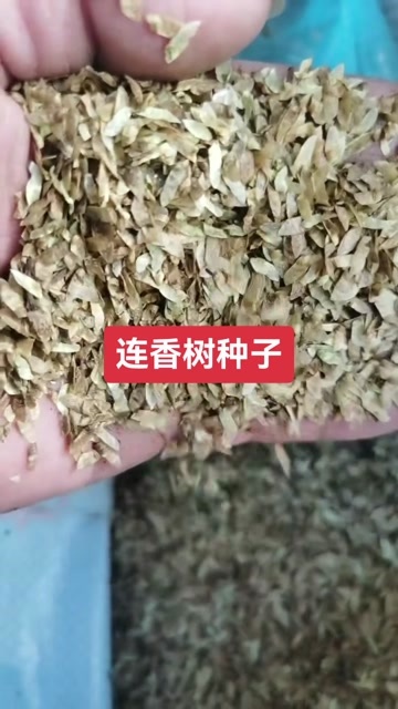 九江连香树种子 净种子价格 连香种子价格 乡土彩叶树种子