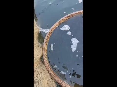 江门圆头鲫鱼苗广东江门发货，各个规格都有