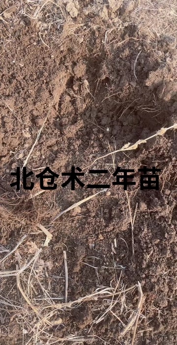凤城市北仓术朱砂点2年苗